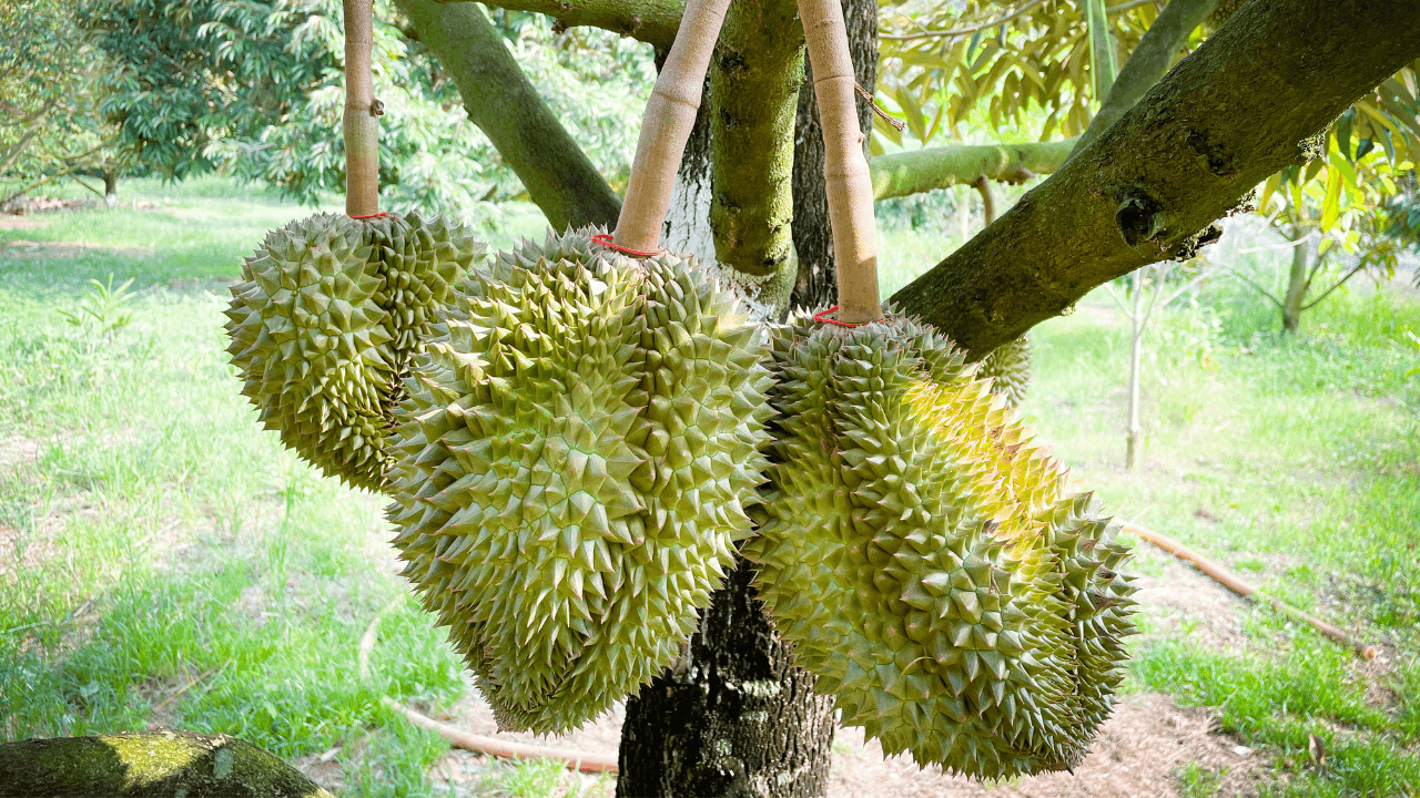 Ecologic-Farming-in-Durian